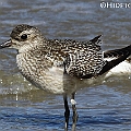 Juvenile Grey Plover at Esplanade in Cairns<br />Canon EOS 7D + EF300 F2.8L III + EF1.4xII